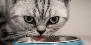 Ako vybrať krmivo pre mačky