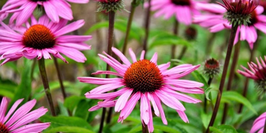https://cdn.alza.cz/Foto/ImgGalery/Image/Article/lgthumb/echinacea.jpg