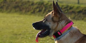 Výcvikové obojky pro psy a vše o nich