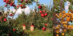 Ako sa starať o ovocné stromy v lete – len zber ovocia stačiť nebude