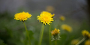 https://cdn.alza.cz/Foto/ImgGalery/Image/Article/pampeliskove-vino-maly-pexels-001.jpg