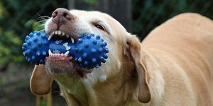 Zdravý chrup je důležitý nejen pro lidi, ale i pro psy