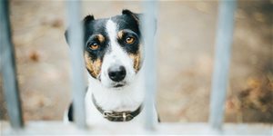 Psie množiarne – ako ich spoznať a prečo sa im vyhnúť?