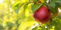 Jak správně prořezávat ovocné stromy a keře?