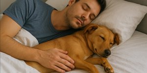 Společné spaní se psy či jinými zvířecími mazlíčky