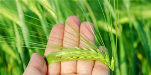 Zelený ječmen: účinky a vliv na organismus