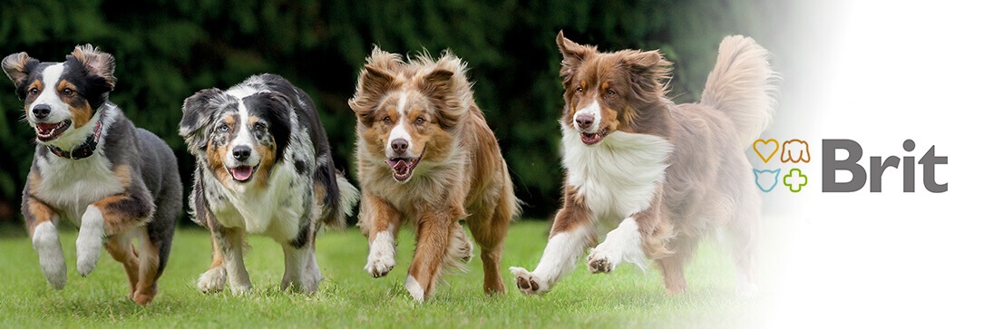 krmivo Brit Care Dog