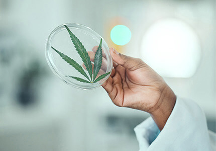 Cannaderm konopná kosmetika