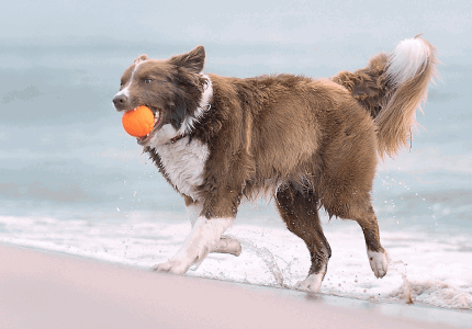 Explorer Dog AirBall míček pro psy