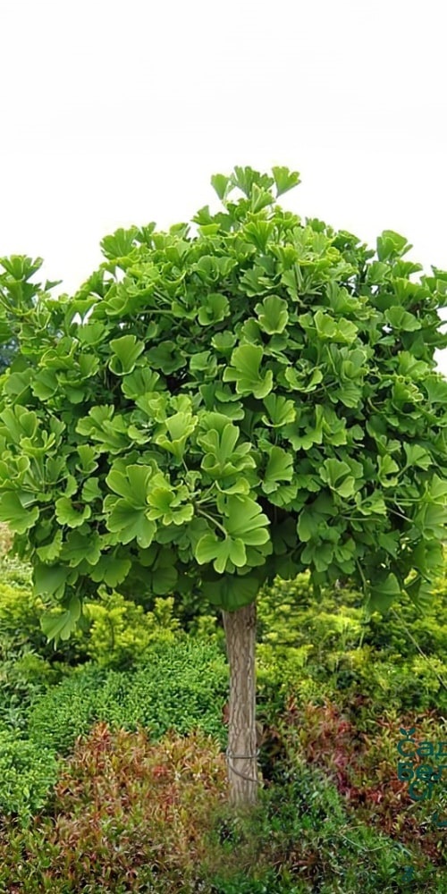 Jinan dvoulaločný - Ginkgo biloba