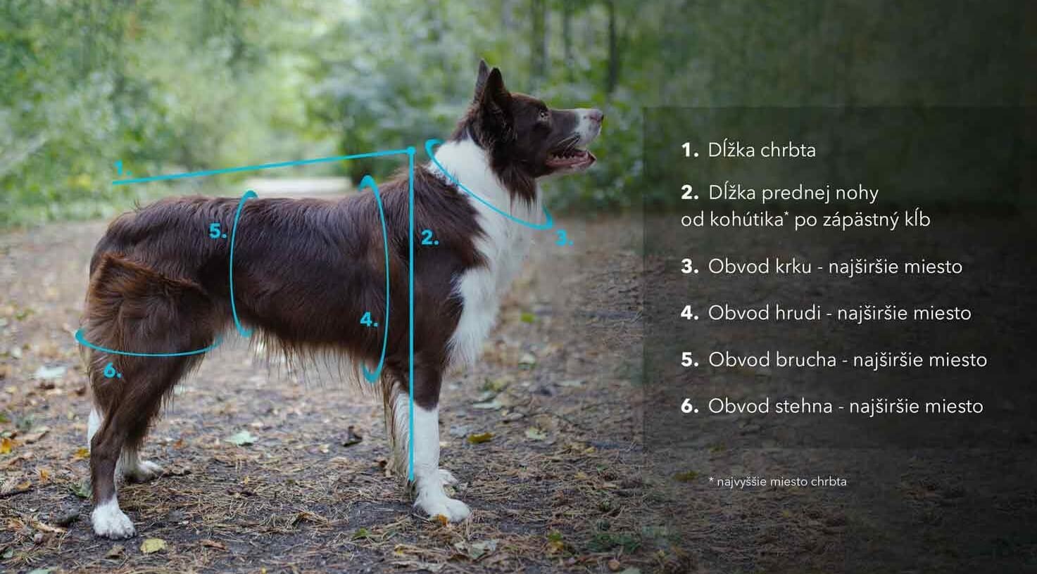 Jak správně změřit psa