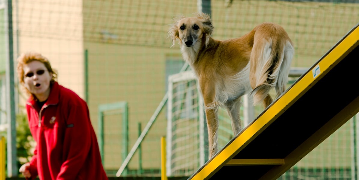 slalom agility