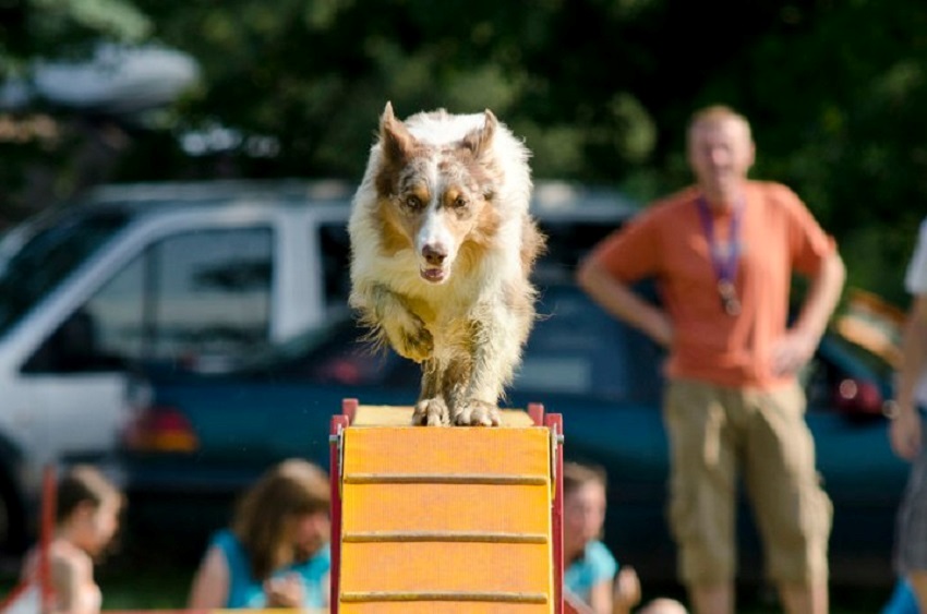 agility áčko