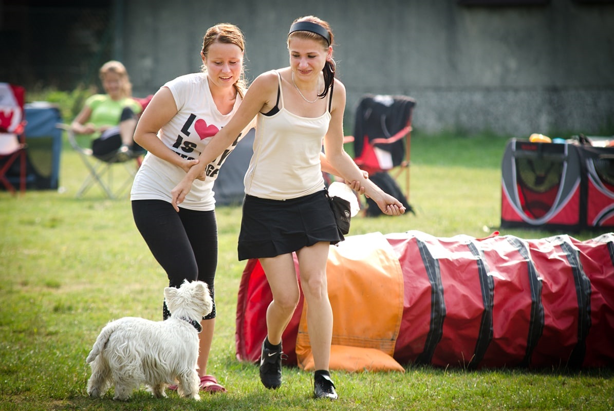 slalom agility