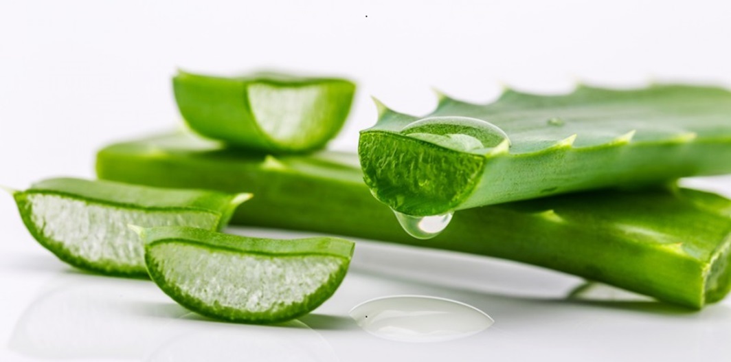 Aloe vera