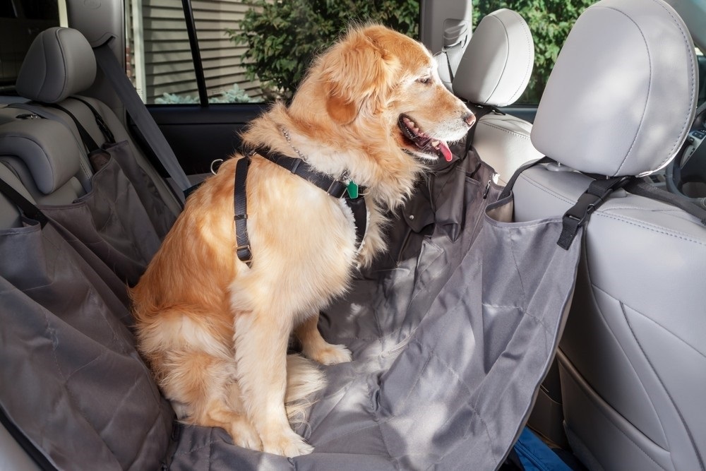 Základem cesty se psem je bezpečnost psa i ostatních pasažérů.