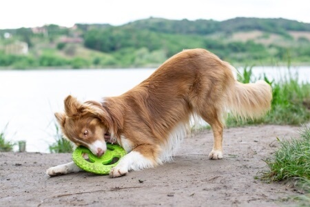 Dogfrisbee – jak začít?