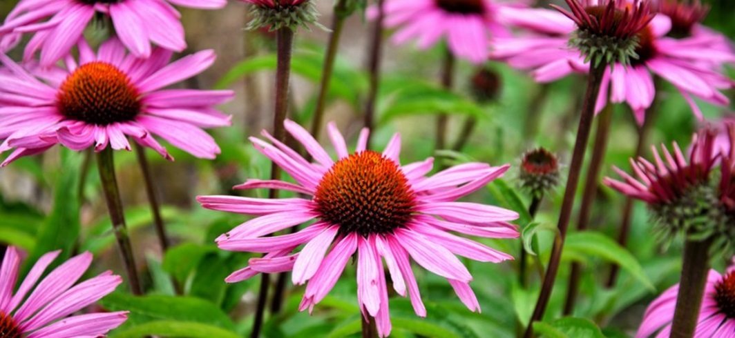 Echinacea