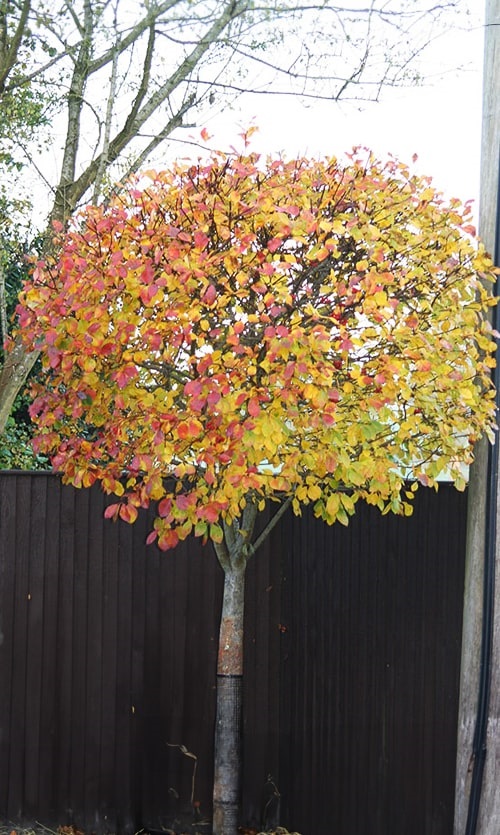 Hloh - Crataegus