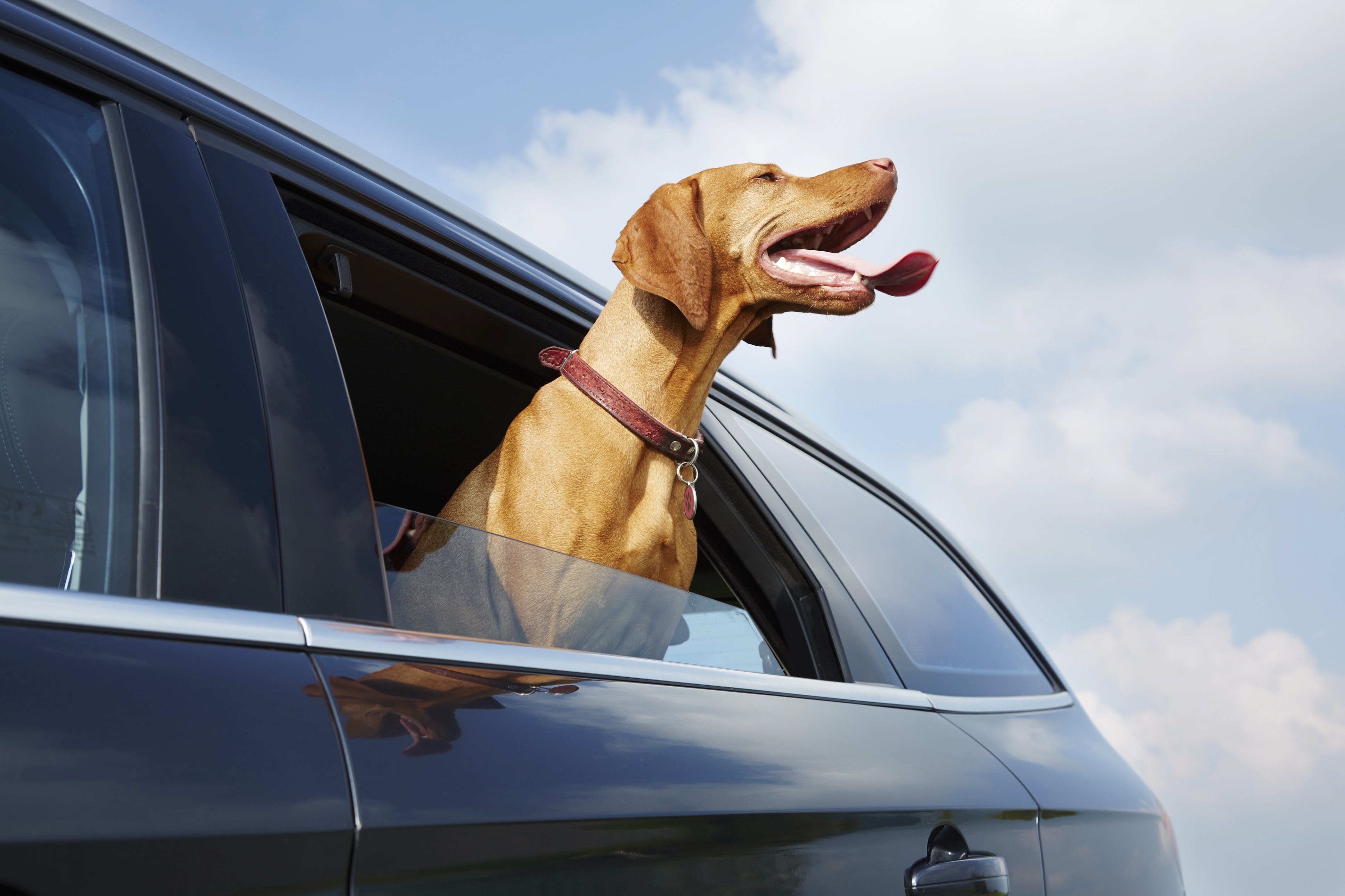 Pes v aute, čiže ako cestovať bezpečne so zvieraťom