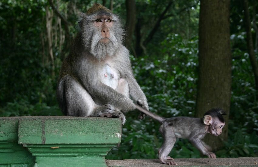 Opice na Bali