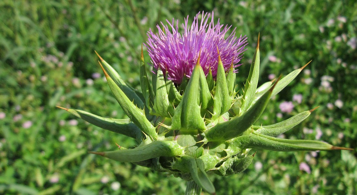 Ostropestřec mariánský