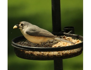 Otevřené krmítko pro ptáky
