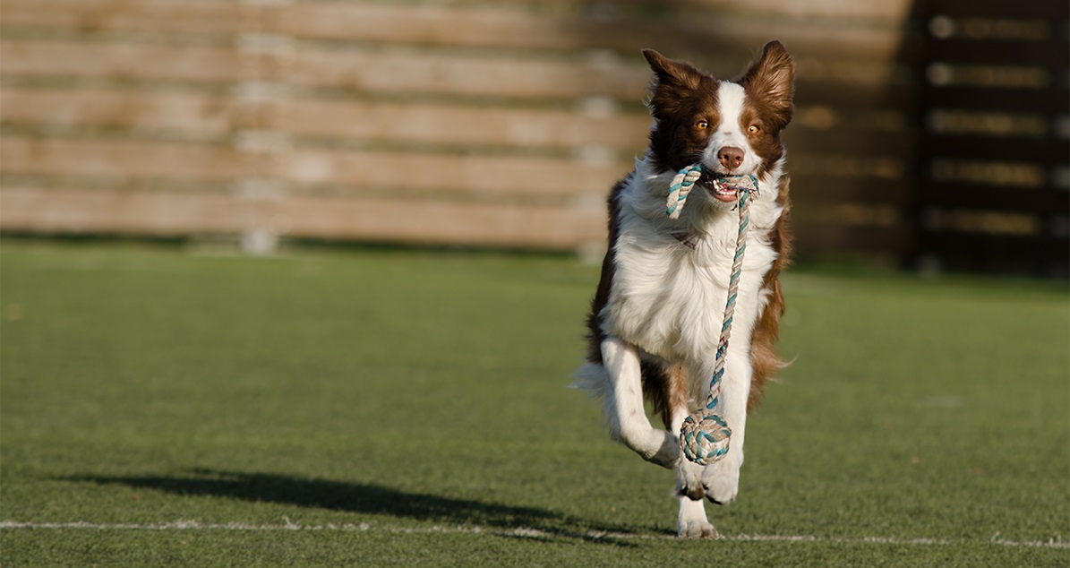 Pes a agility
