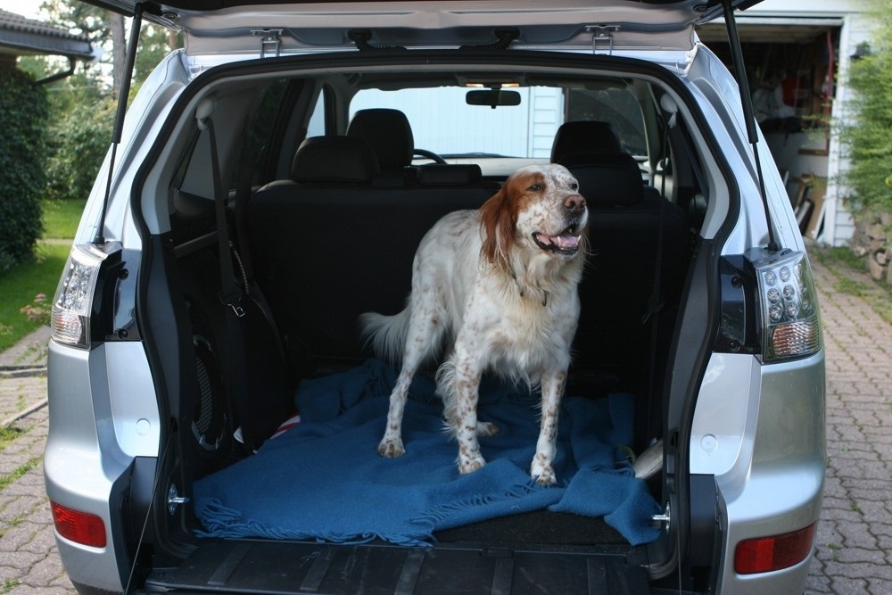 Pes může cestovat například v kufru auta.