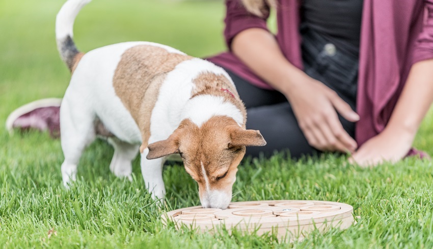 dívka; pes; psí hlavolam; doglog
