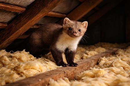 Plašič myší na baterie – tekutý