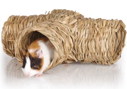 Prolézačky pro morčata