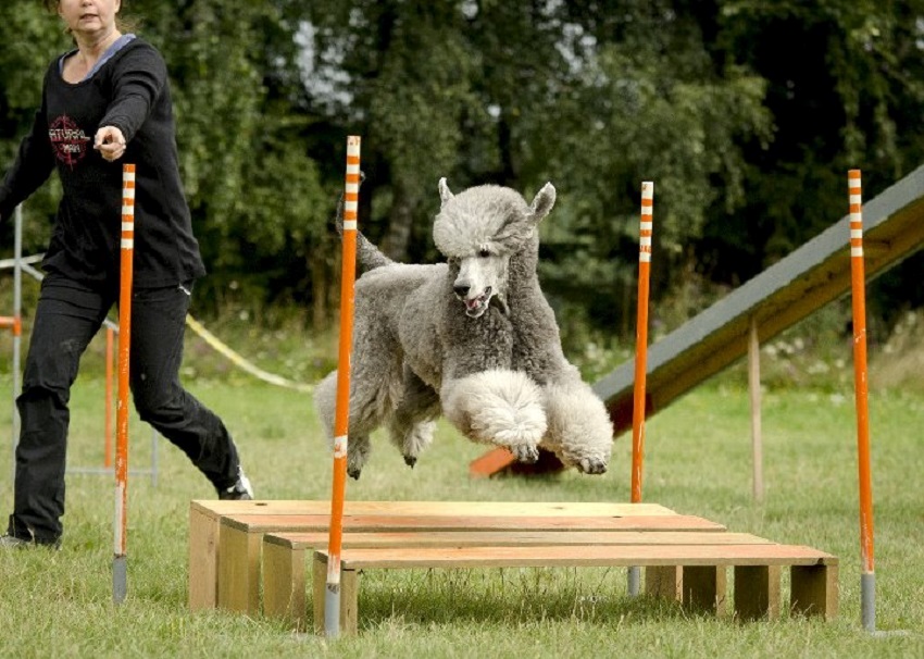 agility pro psy