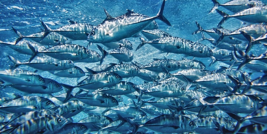Rybaření; Chorvatsko; tuňák; moře