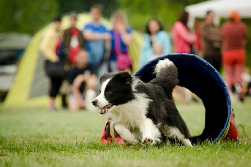 agility tunel pro psy