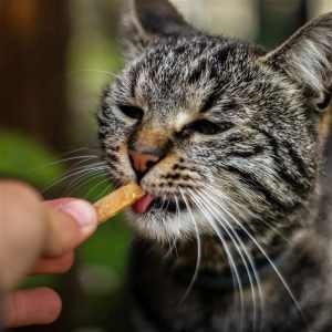 Sušené maso pro kočky