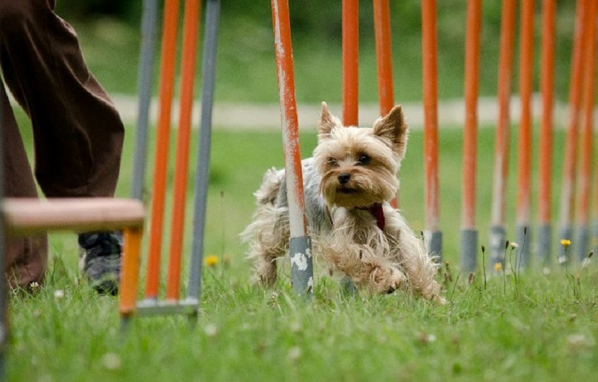 slalom agility