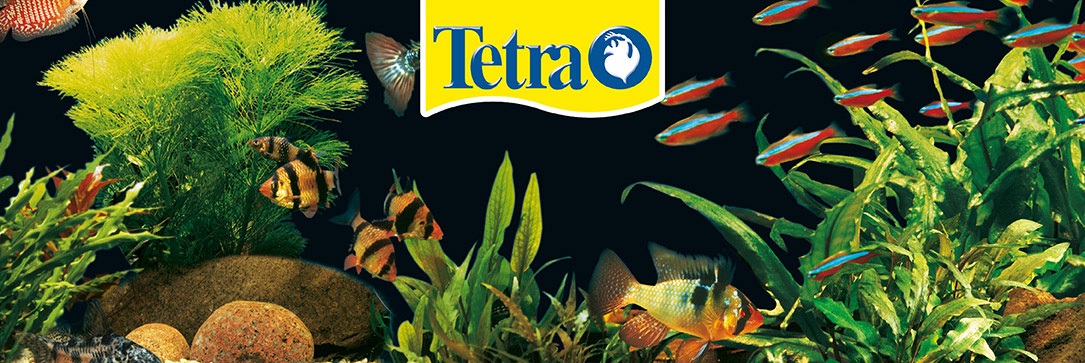 tetra