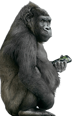 Gorila držící mobilní telefon