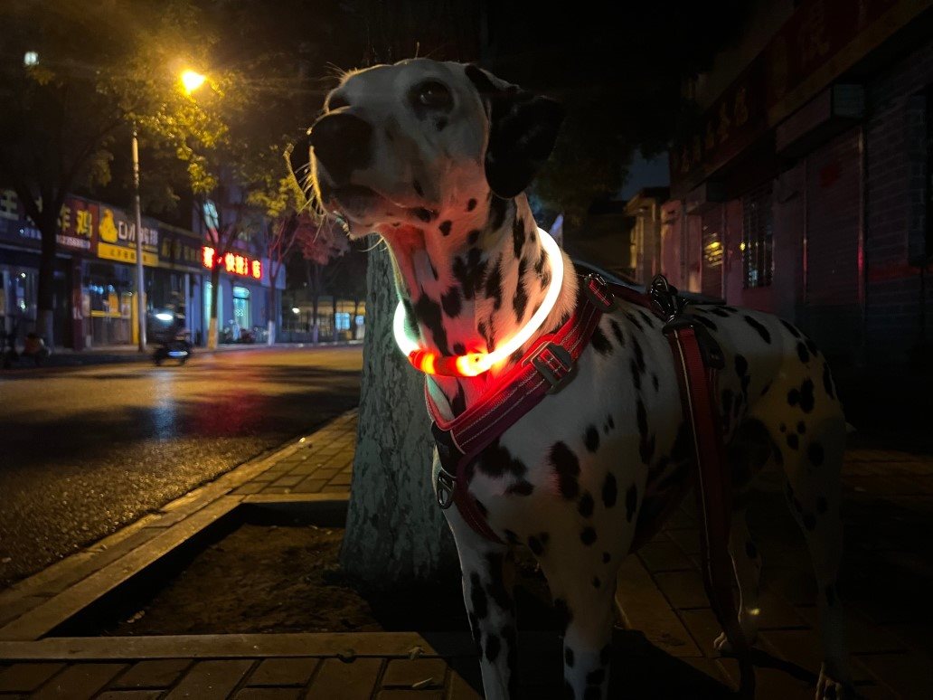 Obojok pre psov LaRoo LED obojok gradient oranžovo-zelený USB 65 cm