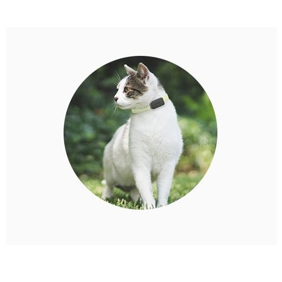 Invoxia GPS Pet Tracker