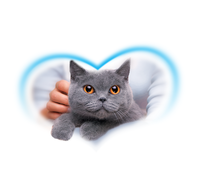 PreVital Junior Cat Kitten Food Chicken 0.95kg PreVital Junior Cat Kitten Food Chicken 0.95kg