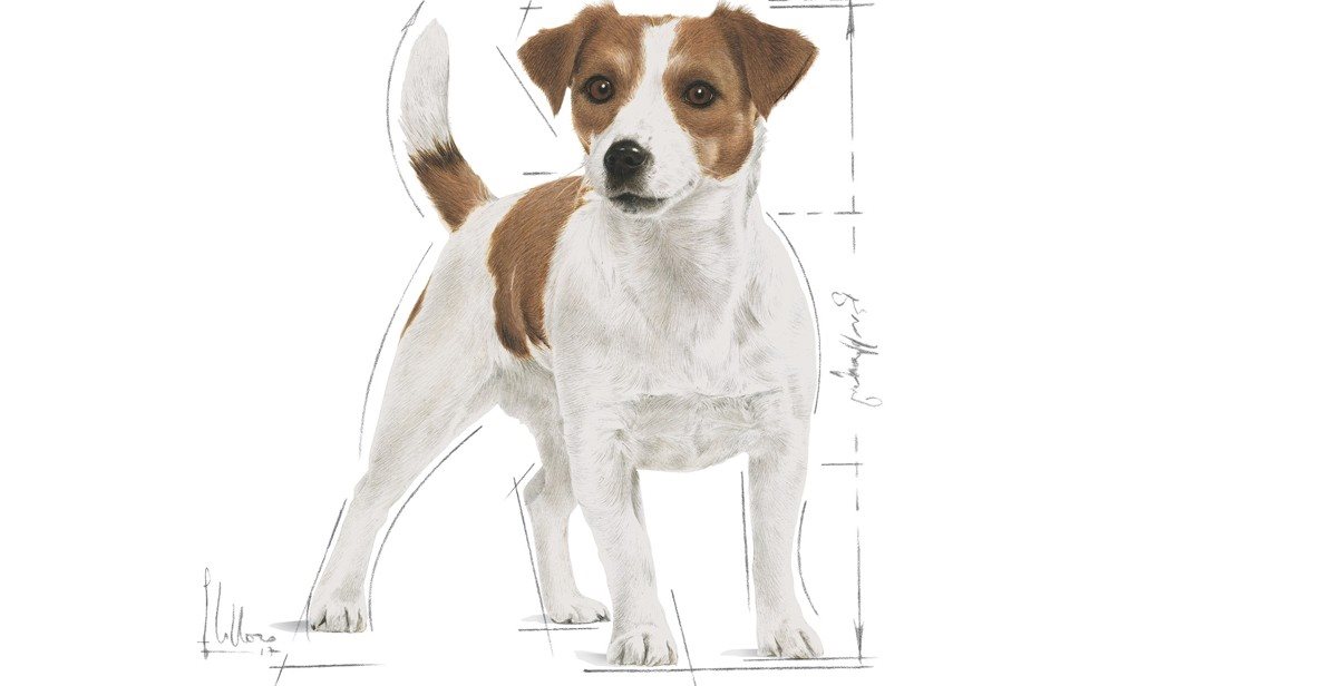 Royal Canin Mini Adult