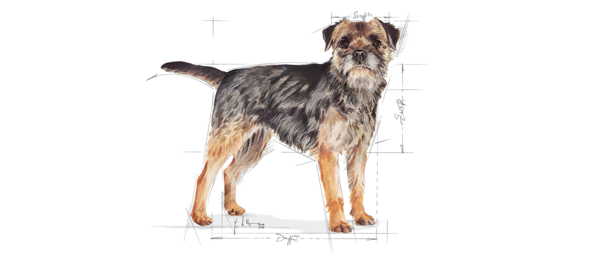 royal canin mini sterilized