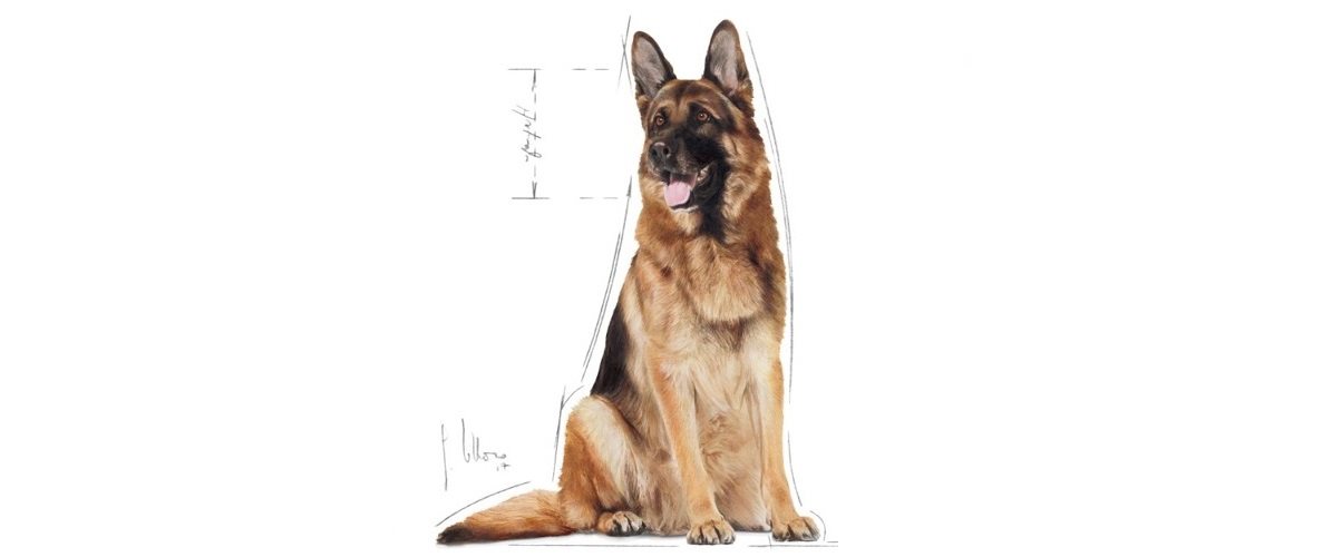 Royal Canin Maxi Adult 5+