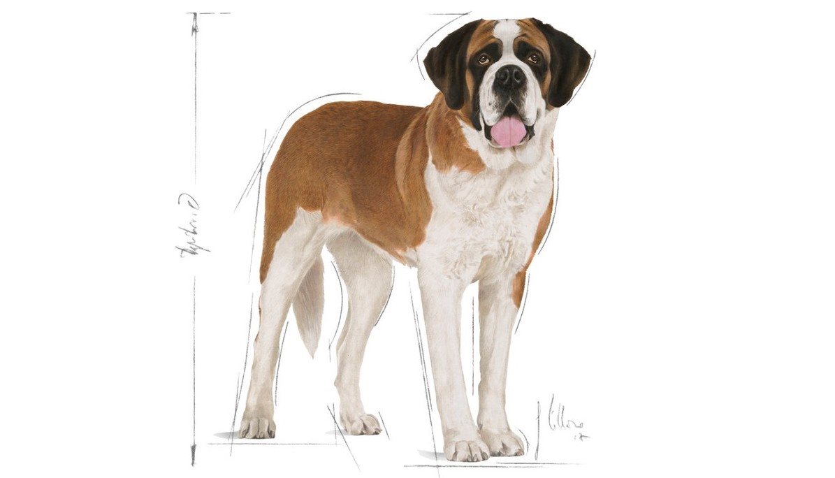 royal canin saint bernard