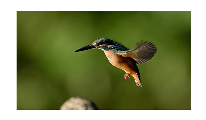 Tiché sériové snímání Tiché sériové snímání