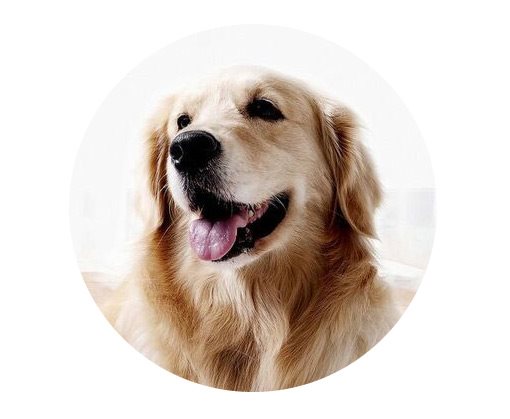 Petkit Fit P2 Detekce nálady