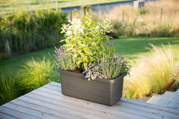 Plastia Berberis DUO
