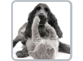 Animal Care Pro